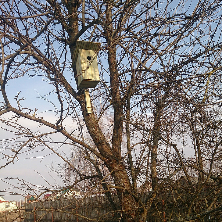 wiosna, Birdhouse, drzewo