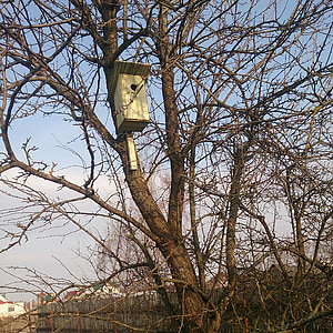 wiosna, Birdhouse, drzewo