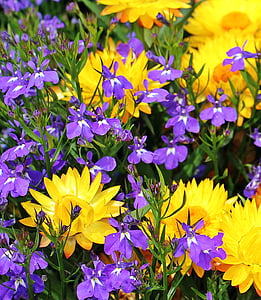 fiori della paglia, strawflower fiori gialli, natura, Blossom, Bloom, giardino, pianta