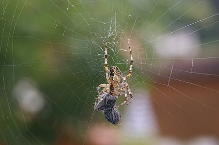 Spider, lennata, ämblik võrku, süüa, saagiks, Sügis, loodus