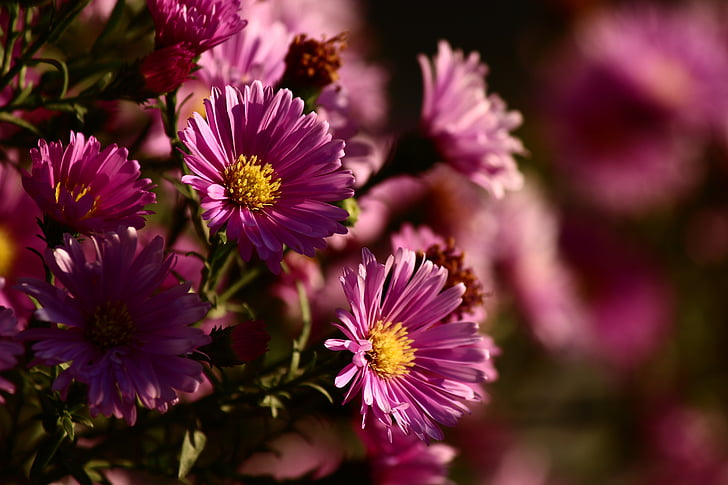 花, ローズの丘の墓地, 秋, 喜び, ピンク, 自然, 工場