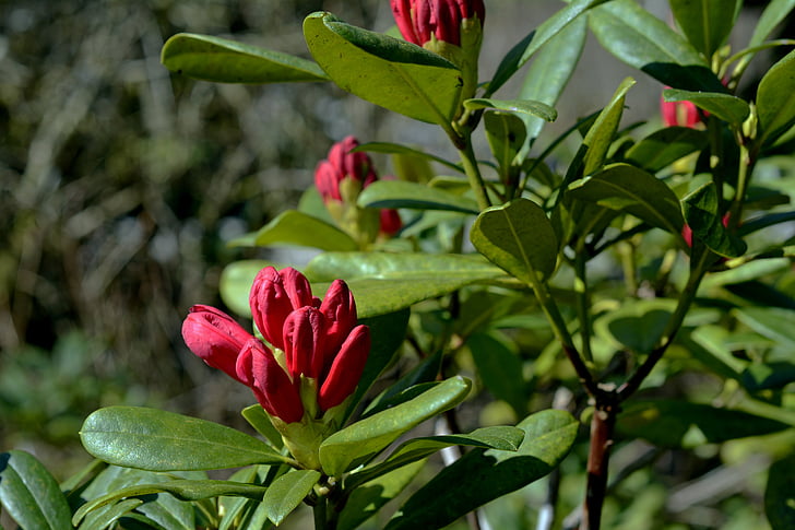 Rhododendron, bud, forår, Blossom, Bloom, blomster, plante