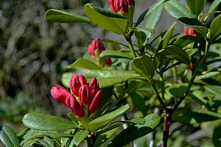 Rhododendron, knopp, våren, Blossom, Bloom, blommor, Anläggningen