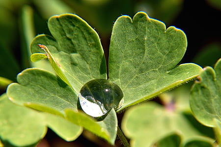dråbe vand, blad, Luk, drop, perle, regndråbe, grøn