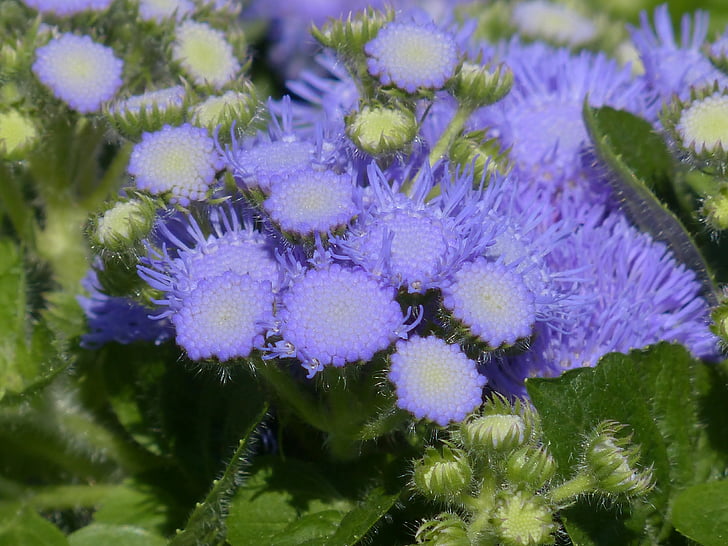 Ageratum houstonianum, blueme, floare, floare, albastru, violet, materiale compozite
