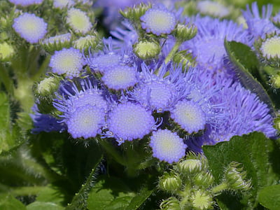 Ageratum houstonianum, blueme, Blossom, mekar, biru, ungu, komposit