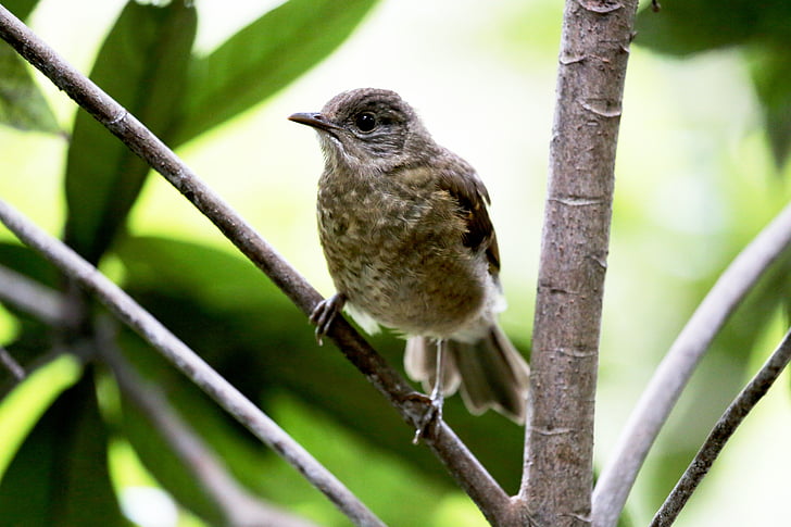 Paige, uccello, Tropical, sul ramo, selvaggio, alla ricerca, piccolo uccello
