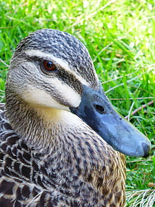 duck, mallard, female, beak, animal, bill, waterbird