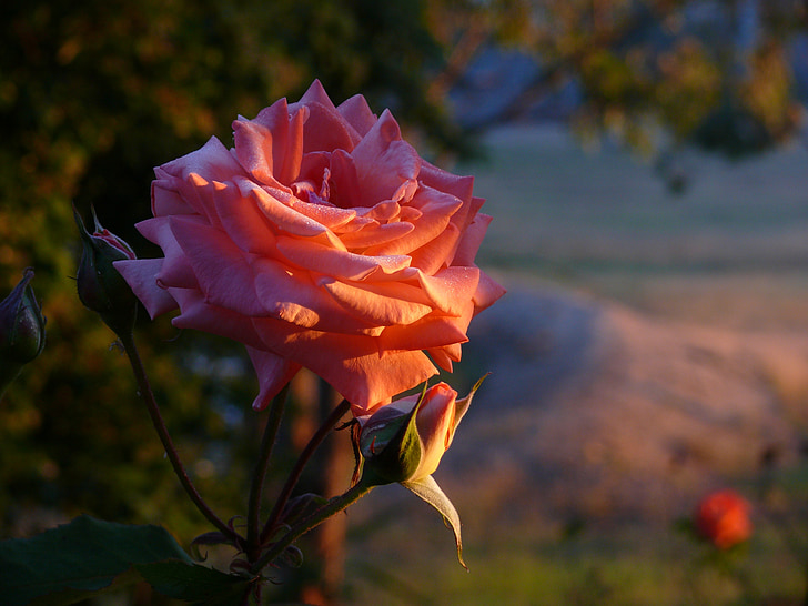 rose, morning, dew, sunrise, flower, bud, petal