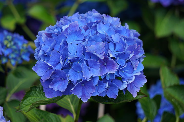 flor, Hortènsia, blau, flora, botànica, floració, jardí