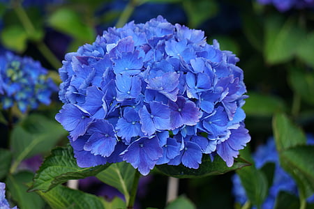 kwiat, Hortensja, niebieski, Flora, botanika, kwitnienia, ogród