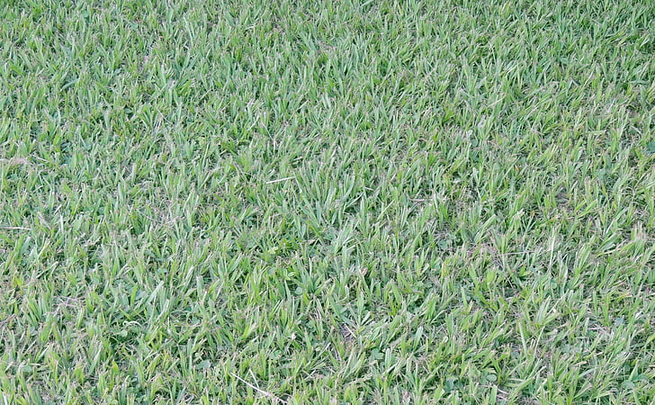 газон, трава, Грин, Текстура