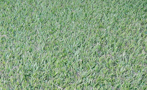газон, трава, Грін, Текстура