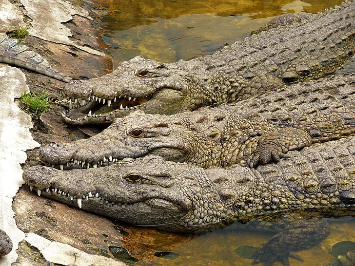krokodille, Afrika, Reptile, dyr, natur, dyreliv, Alligator
