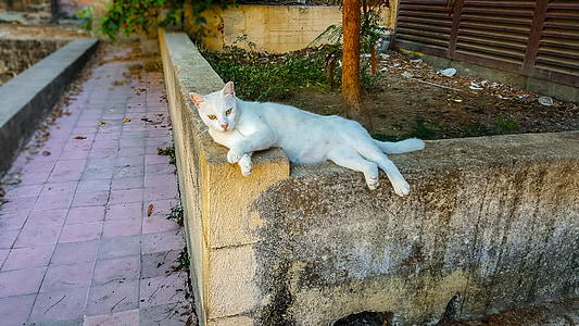 kedi, sokak, yabani, Yunanistan, Yunanca, hayvan, Açık