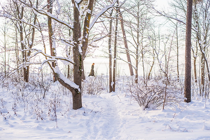 雪, ウォーキング, 冬, 冷, 自然, 徒歩, 女性
