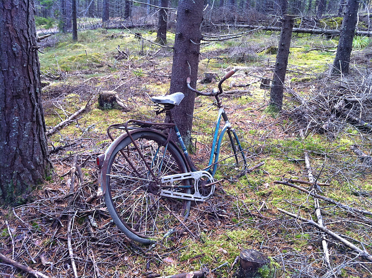 nature, forest, cycle, tree, old, scrap, green