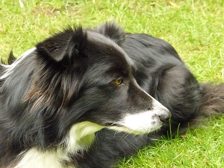 Бордер-Коллі, собака, Британський вівчарка