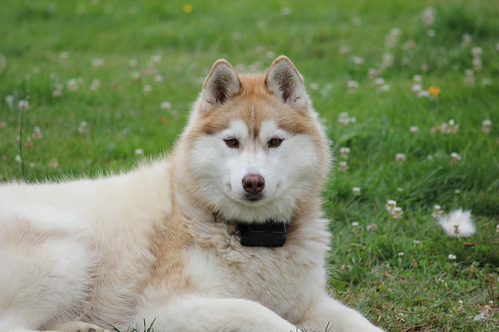 Siberian, Husky, dois, cão, animal de estimação, corrida, temas de animais