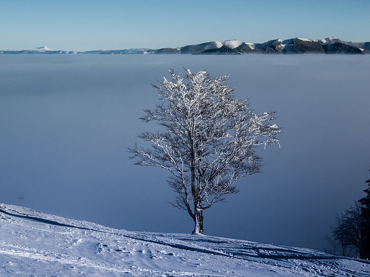 nature, fog, mountains, tree, clouds, summit, austria