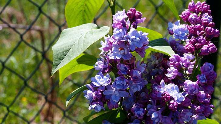 Lilac, Nếu không có, Hoa, Sân vườn, Thiên nhiên, thực vật, màu tím