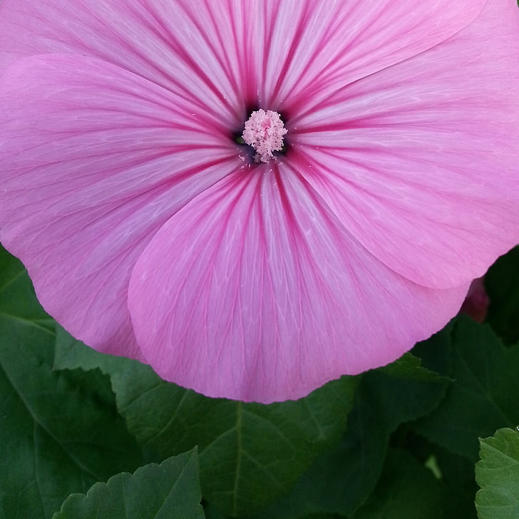 flower, pink, dacha, garden, vegetable garden, pink flower, gentle