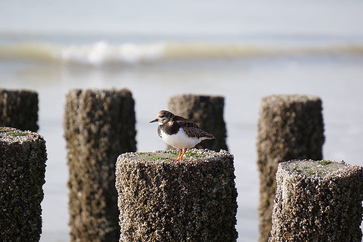 ringed plover, sea, sandpiper, bird, rest, nature, water