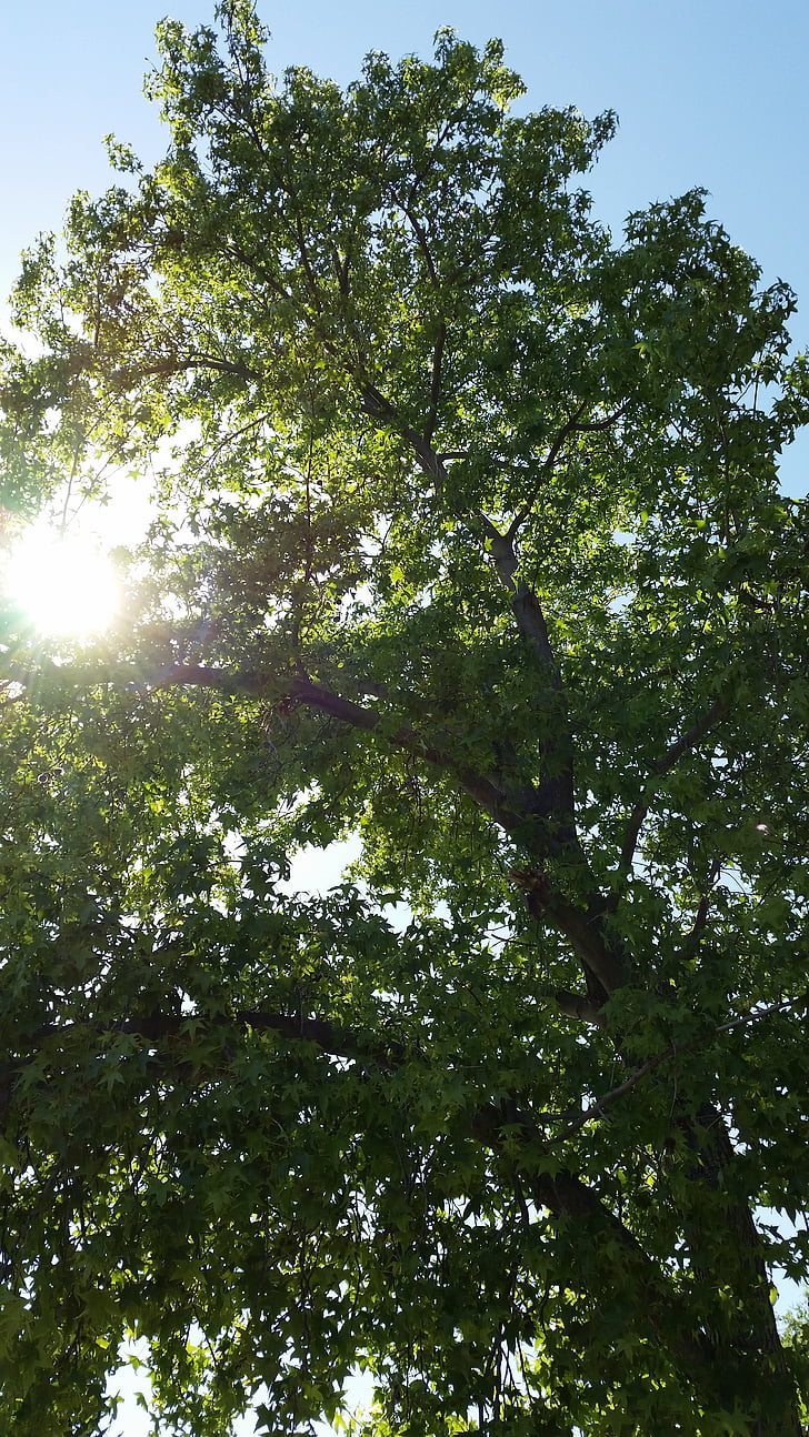 sol, árvore, luz do sol, natureza, floresta, ao ar livre