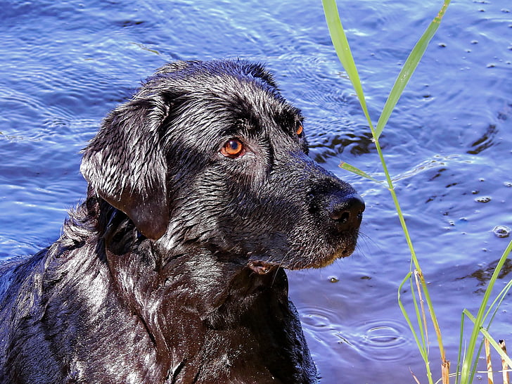 gos, Labrador, animal, animal de companyia, gossa, l'aigua, mullat