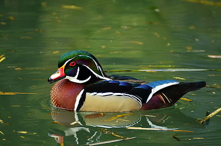 duck, bride duck, aix sponsa, water bird, duck bird, ornamental duck, plumage
