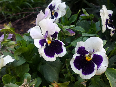 violetinė gėlė, balta gėlė, sodas, gėlė