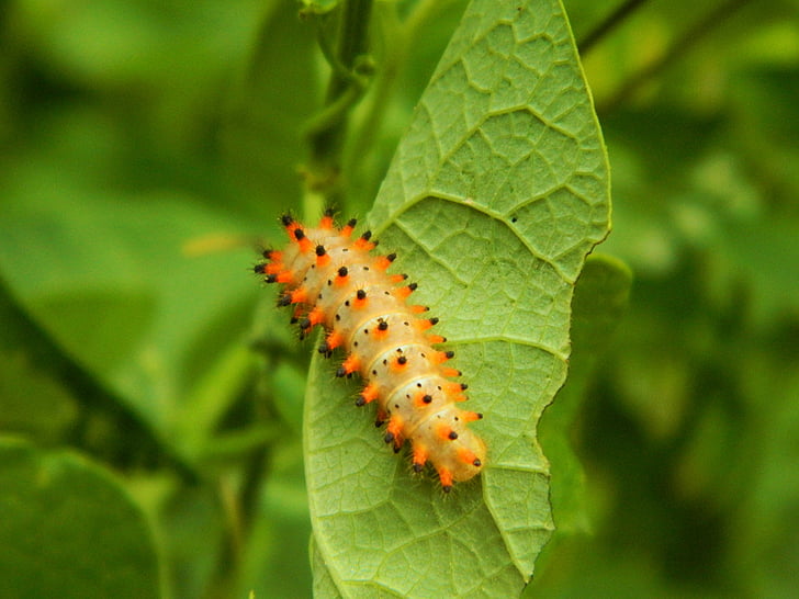 Caterpillar, loof, natuur, groen, dier, plant, inch