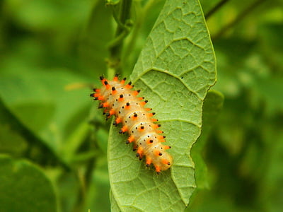 Caterpillar, follaje, naturaleza, verde, animal, planta, pulgadas