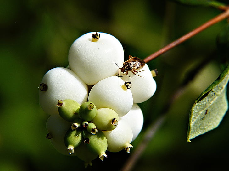 snowberry comune, symphoricarpas albus, siluro di giocattolo, bomba di tappo, prato, pianta, natura