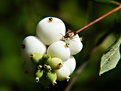 common snowberry, symphoricarpas albus, toy torpedo, cap bomb, meadow, plant, nature