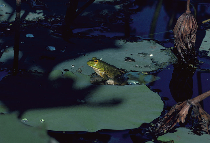bullfrog, amphibian, frog, pond, green, water, lily pad