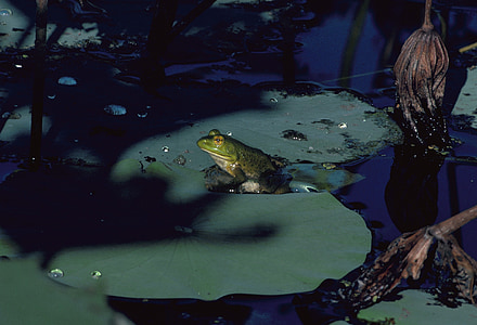 Bullfrog, amfibieni, broasca, iaz, verde, apa, Lily pad