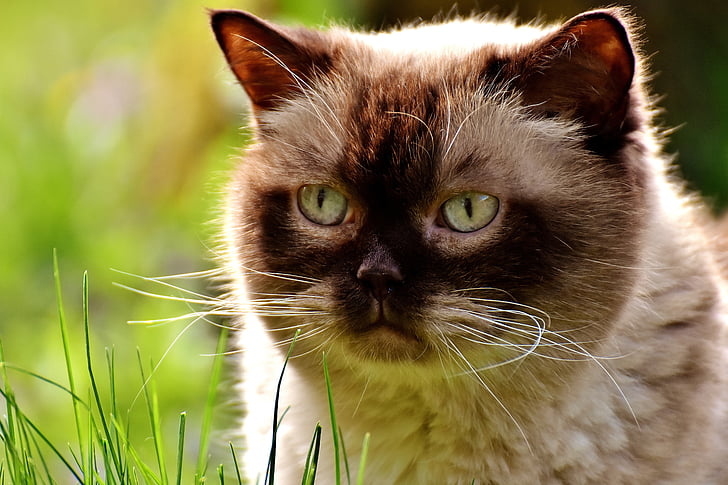 Inggris shorthair, kucing, mieze, keturunan asli, bulu, kucing domestik, dunia hewan