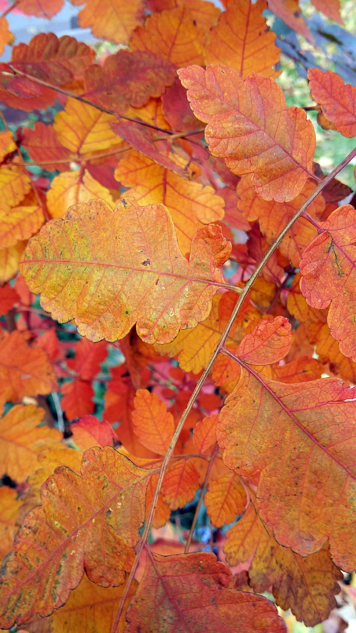Leaf, faller, hösten, höst löv bakgrund, säsong, naturen, lämnar