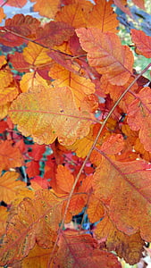 list, na podzim, podzim, na podzim listy pozadí, sezóny, Příroda, listy