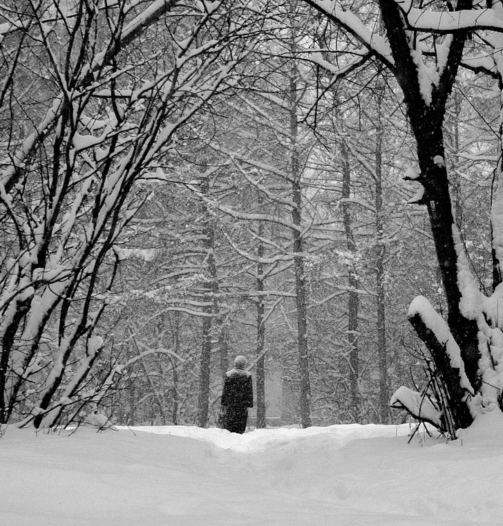 snö, träd, gren, kalla, skogen, Ryssland, vinter