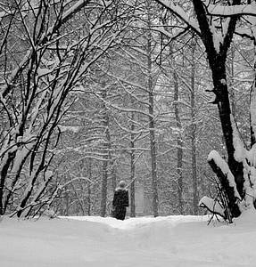 снег, деревья, филиал, холодная, лес, Россия, Зима