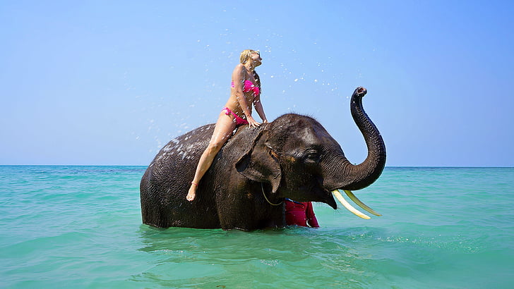 à cheval sur un éléphant, de baignade, mer, jeune fille, voyage, vacances, eau
