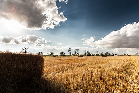 campo de trigo, paisagem, Outono, colheita, campo, agricultura, trigo
