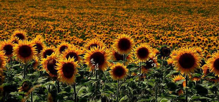 Ungārija, saulespuķes, vasaras, saulespuķes, lauksaimniecība, daba, lauks