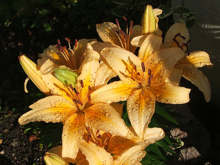 lilies, yellow, orange, flowers, blossoms