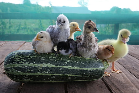 chicks, duckling, gosling, peachick, bantams, bird, animals