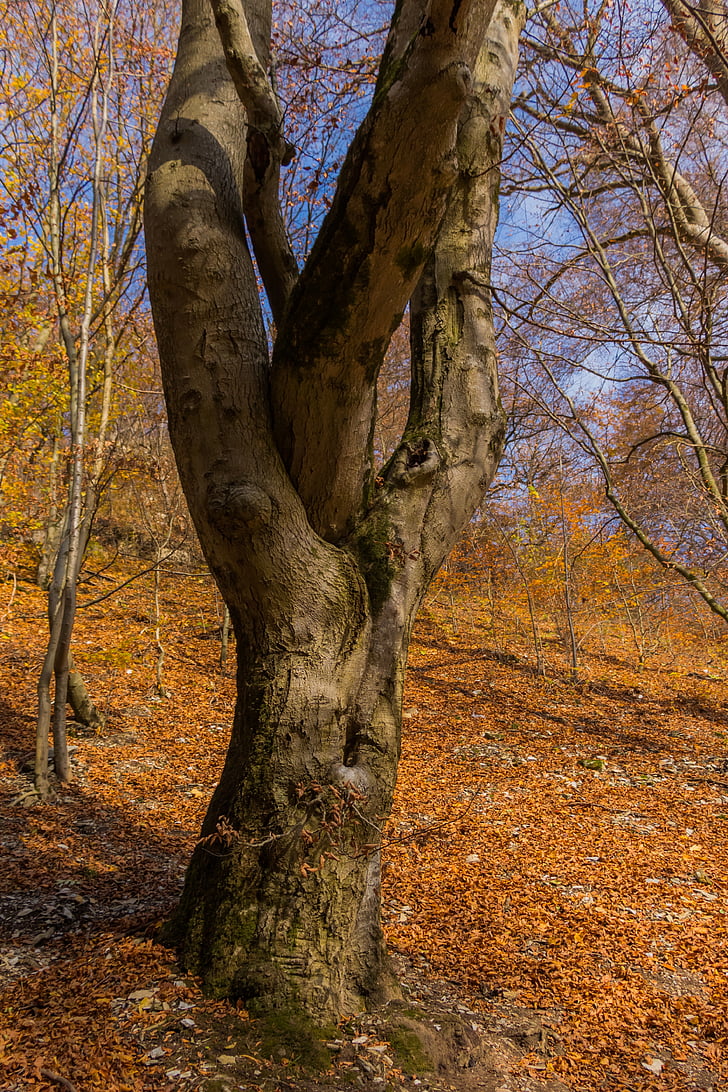drewno, Natura, jesień, Sunshine, Awarów, drzewo, liść