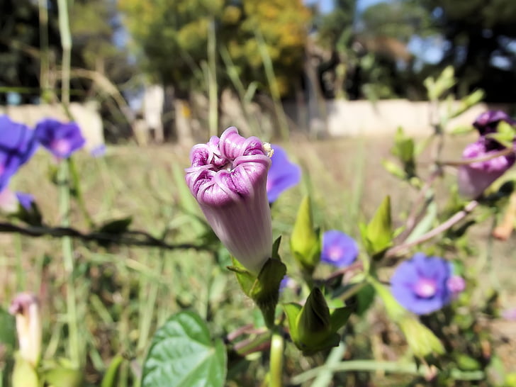 Ipomoea purpurea, μωβ, κοινή δόξα πρωινού, Ipomoea, μπουμπούκια, άνθιση, λουλούδι