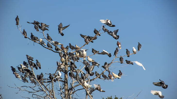pigeons sauvages, troupeau, oiseau, animal, arbre, faune, nature